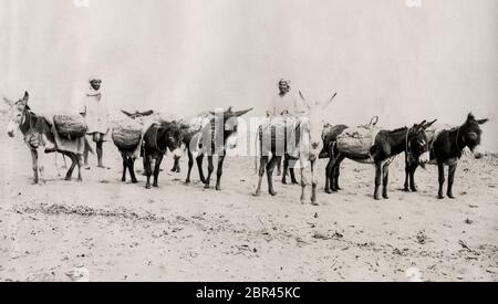 Asini carichi di merci, sulla spiaggia Algeria Foto Stock