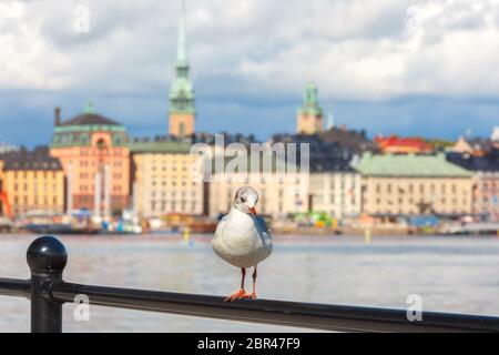 Seagull sullo sfondo di Gamla Stan nella città vecchia di Stoccolma, capitale della Svezia Foto Stock