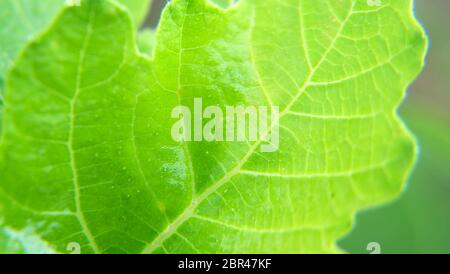 Macro di una giovane foglia di fico verde. Foto Stock