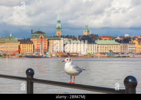 Seagull sullo sfondo di Gamla Stan nella città vecchia di Stoccolma, capitale della Svezia Foto Stock