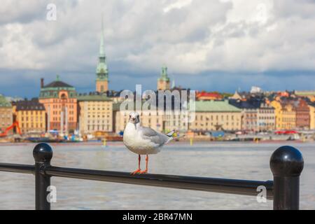 Seagull sullo sfondo di Gamla Stan nella città vecchia di Stoccolma, capitale della Svezia Foto Stock