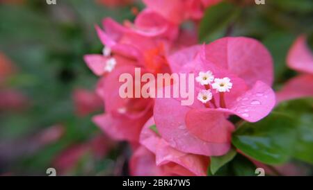 Primo piano di fiori rosa bouganvillea. Foto Stock