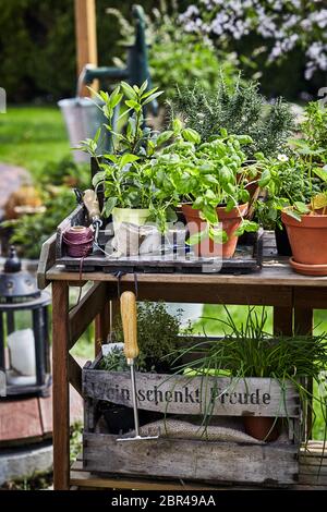 Un assortimento di vasi di erbe culinarie in un giardino a molla disposti su un vecchio rustico tavolo con vini pregiati cassa piena di piante di seguito Foto Stock