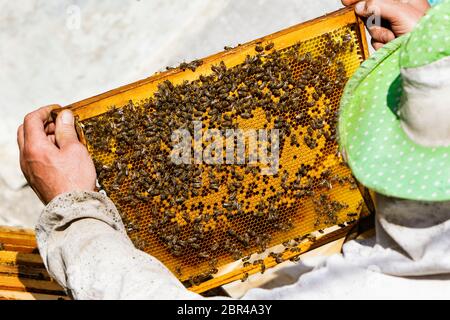 L'apicoltore tiene una cornice a nido d'ape con miele e api nell'apiario. Foto Stock