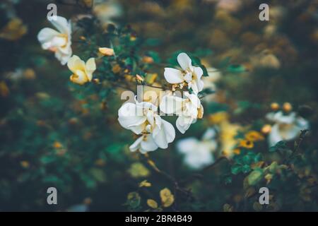 Fiori delicati di un cespuglio di rosa di Bet Figueras al pomeriggio Foto Stock