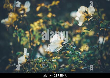 Fiori delicati di un cespuglio di rosa di Bet Figueras al pomeriggio Foto Stock