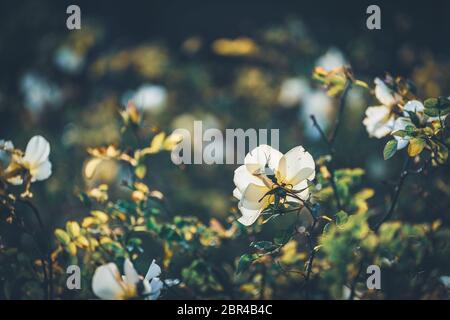 Fiori delicati di un cespuglio di rosa di Bet Figueras al pomeriggio Foto Stock