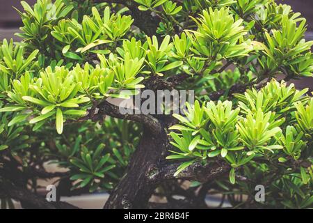 Particolare delle foglie verdi vivide di un albero di Podocarpus bonsai a foglia grande Foto Stock