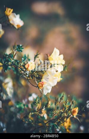 Fiori delicati di un cespuglio di rosa di Bet Figueras al pomeriggio Foto Stock