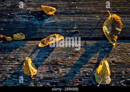 foglie secche caduto su legno vecchio in un giorno d'autunno che gettano ombra dalla posizione del sole Foto Stock