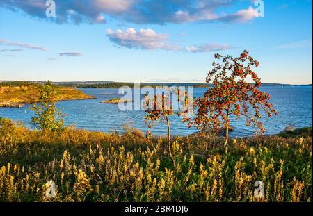 Tramonto sul porto di Oslofjord visto Nakholmen isola all'interno dell'arcipelago di Oslo Harbour vicino Oslo, Norvegia, con mare erboso e albero di Rowan - sorbu latina Foto Stock