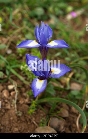 Prospettiva di due fiori di noce barbarica (Gynandriris simyrinchium) su uno sfondo naturale. Noto anche come Iris simyrinchium o Moraea simyrinchium Foto Stock