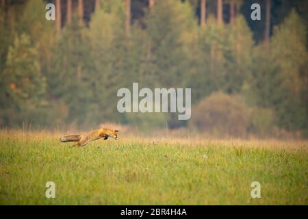 Red Fox, Vulpes vulpes, caccia su un prato con bosco in background in autunno. Paesaggio con animali selvatici jumping per la cattura di una preda. Mammifero in natura Foto Stock