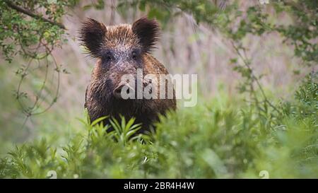 Vista frontale del cinghiale, Sus scrofa, in piedi parzialmente nascosto in alta vegetazione nella foresta di primavera. Animale selvatico in natura di fronte alla fotocamera con copia spac Foto Stock