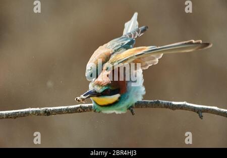 Uccello europeo dell'ape-mangiatore (apiaster di Merops) sul ramoscello che cattura un'ape Foto Stock