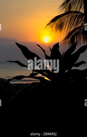 Tramonto in Costa Rica con una palma in primo piano. Foto Stock