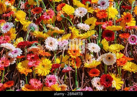 Sfondo di fiori di Gerbera di diversi colori Foto Stock