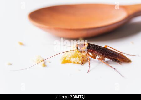 Scarafaggio mangiare pane integrale. Scarafaggio sul pane integrale su sfondo bianco. Foto Stock