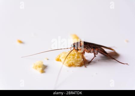 Scarafaggio mangiare pane integrale. Scarafaggio sul pane integrale su sfondo bianco. Foto Stock