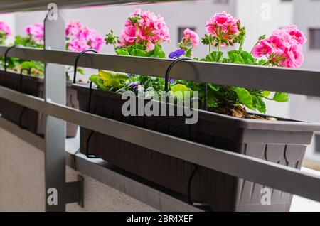 Bellissimo geranio fiorito lungo ringhiera balcone. Vasi di fiori attaccati alla ringhiera del balcone. Accogliente balcone estivo con molte piante in vaso. Foto Stock