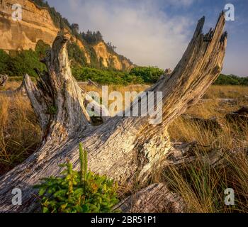 Driftwood, Gold Bluffs Beach, Prairie Creek Redwoods National and state Parks, Humboldt County, California Foto Stock