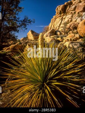 Fioritura Nolina, Valle nascosta, Parco Nazionale Joshua Tree, CA Foto Stock