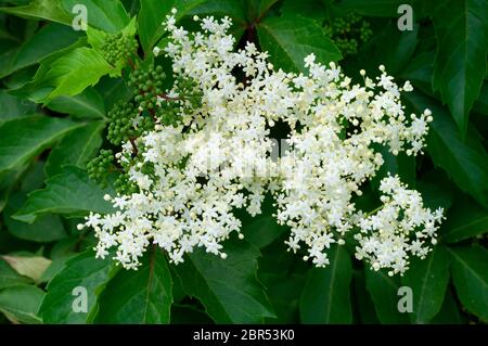 Italia, Lombardia, Provincia di Cremona, Vecchio o Elderflower, Sambucco Nigra Flower Foto Stock