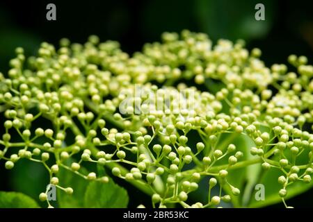 Italia, Lombardia, Provincia di Cremona, Vecchio o Elderflower, Sambucco Nigra Flower Foto Stock