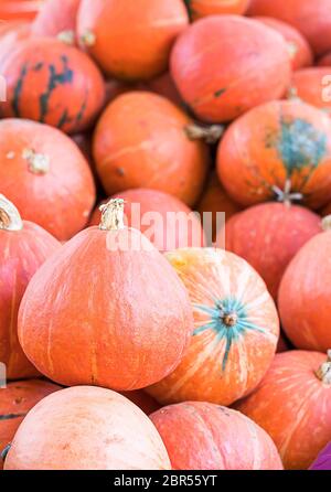 Grappolo di zucche arancione per la vendita in azienda agricola biologica in vendita per essere utilizzati come decorazioni di caduta Foto Stock