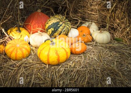 Vario assortimento di zucche, un mazzetto di zucche la parte superiore di una balla di fieno in azienda agricola biologica in vendita per essere utilizzati come decorazioni di caduta Foto Stock