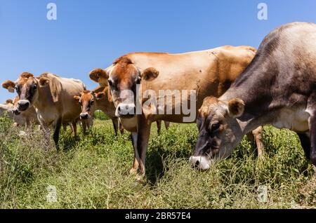 Mucche da latte Jersey razza in estate campo pascoli Foto Stock