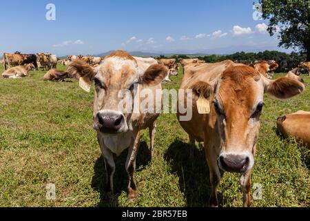 Mucche da latte Jersey razza in estate campo pascoli Foto Stock