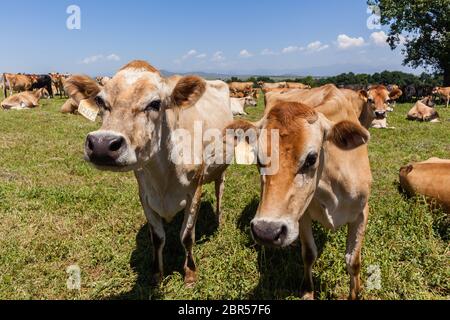 Mucche da latte Jersey razza in estate campo pascoli Foto Stock