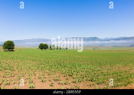 Terreni agricoli giovani mais raccolto cibo su paesaggio panoramico di montagna Foto Stock