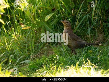 Femmina di uccello nero (Turdus merula), Warwickshire Foto Stock