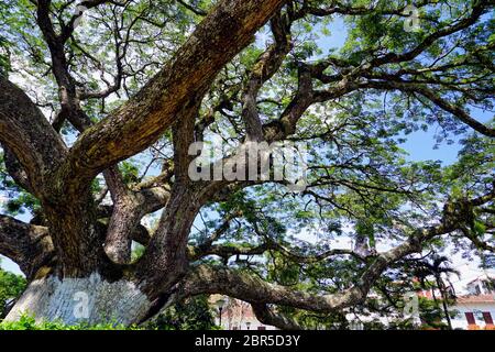 Bella struttura Saman in piazza nel Charala, Colombia. Foto Stock