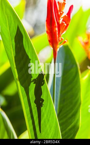 Un Gecko Gold Dust Day su una foglia di pianta che pekola sul bordo della foglia, Puna, Hawai'i, Hawaii, USA. Foto Stock