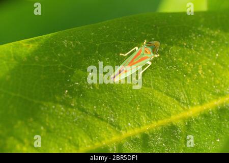 Leafhopper rododendro (Graphocephala fennahi), parassiti nei giardini Foto Stock