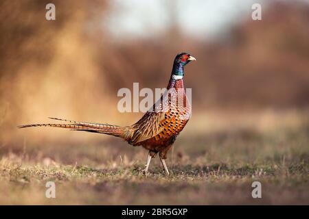 Maschio di fagiano comune, Phasianus colchicus in primavera la luce della sera passeggiate nel prato con sfondo sfocato in golden ora brillanti e luminose di contrasto Foto Stock