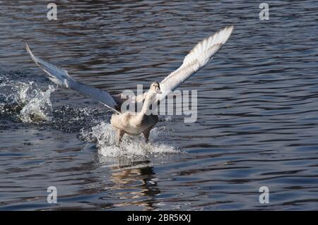 Colpo del cigno muto volante - splashdown Foto Stock