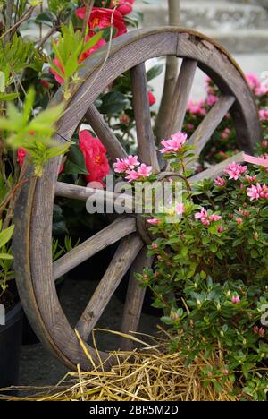 Vecchio carrello di legno ruota su un muro di casa decorata con fiore rosso dei gerani pendenti Foto Stock