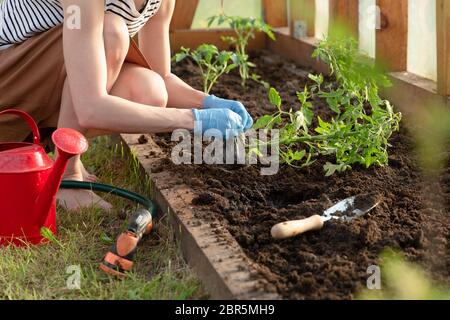 Donna di mani di piantare le piantine di pomodoro in serra. Giardinaggio organico e il concetto di crescita Foto Stock