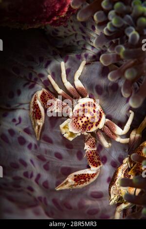 Granchio di porcellana (Lissoporcellana sp.) sulla divesite di San Cristoforo Wreck, Puerto Galera, Filippine Foto Stock