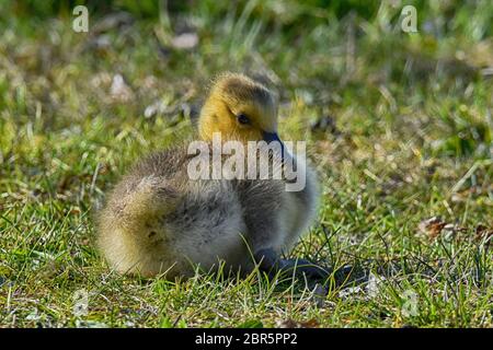 Baby Canada Goose al Presque Isle state Park Foto Stock