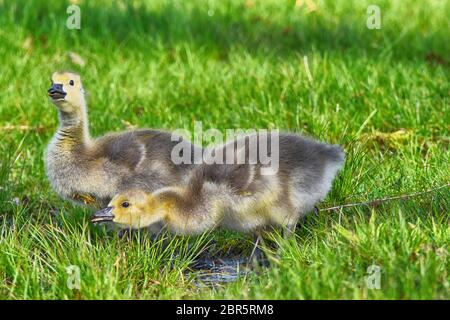 Baby Canada Geese bevendo al Presque Isle state Park Foto Stock