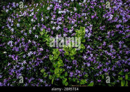 Phlox subulata, conosciuta anche come phlox muschio. Fiori blu. Foto Stock