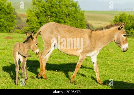 Asino con terreni agricoli stufati paesaggio panoramico estivo montagne. Foto Stock