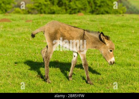 Asino terreni agricoli foal paesaggio panoramico estivo montagne. Foto Stock