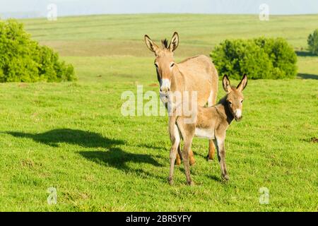 Asino con terreni agricoli stufati paesaggio panoramico estivo montagne. Foto Stock