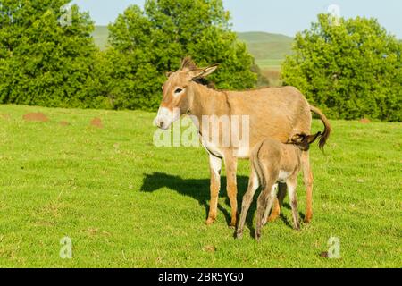 Asino con terreni agricoli stufati paesaggio panoramico estivo montagne. Foto Stock